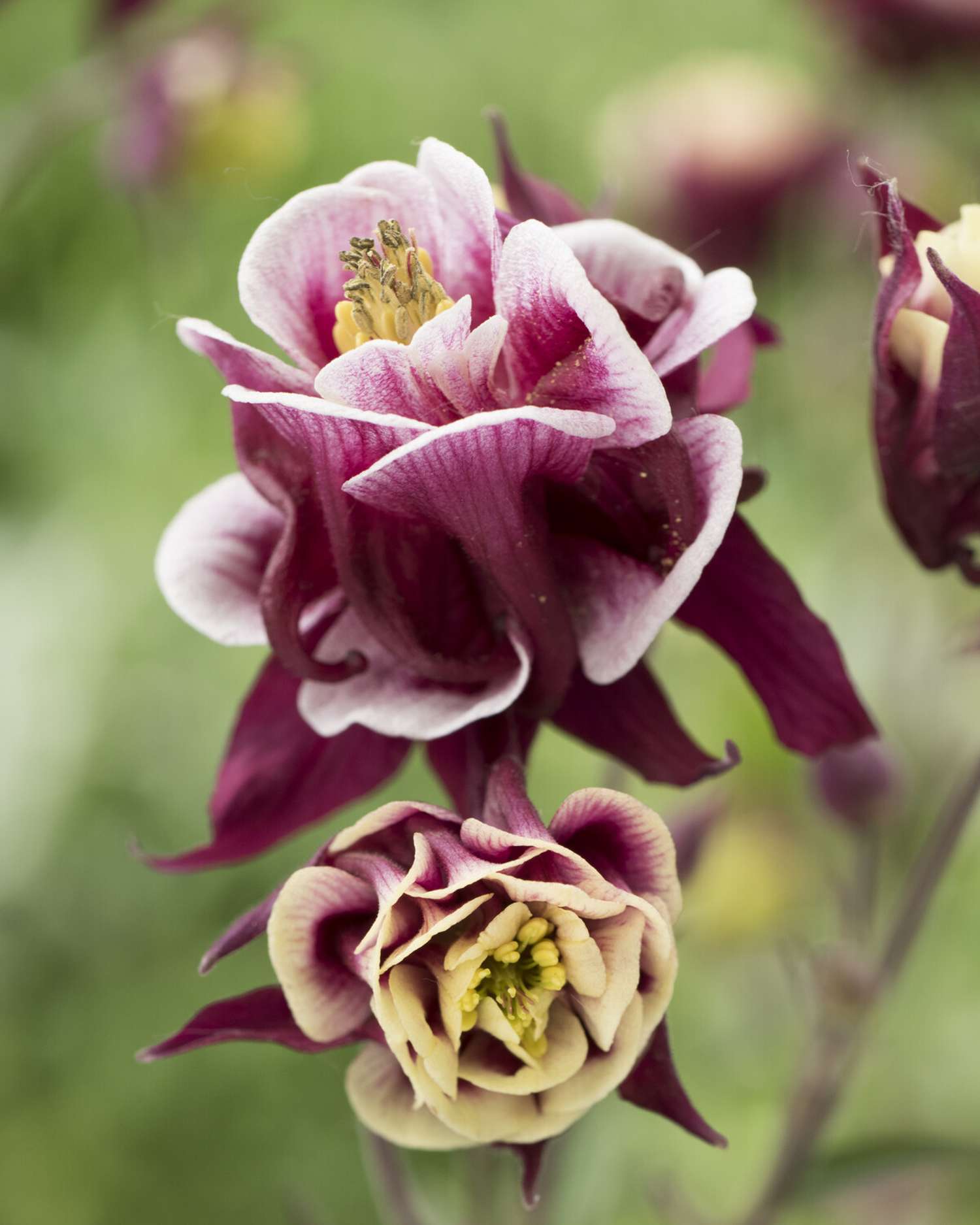 Akleija ‘Winky Double Red/White’